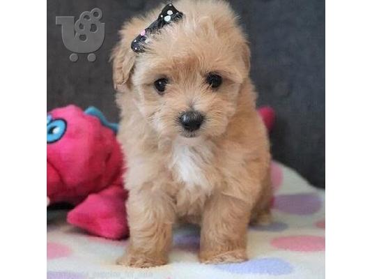 PoulaTo: Υπέροχα κουτάβια Maltipoo